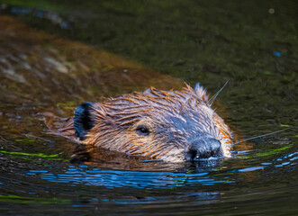 Beaver in the water