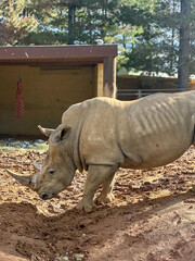 rhino in the zoo © heidi