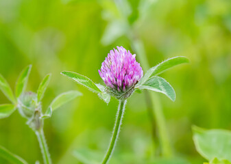 Red Clover on green background