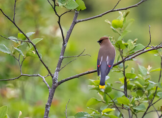 Cedar Waxwing perched on a branch