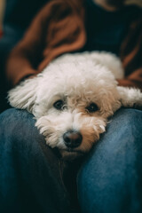 A fluffy white dog rests its head on a person's lap, looking calm and cozy in a close-up shot.