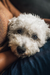 A close-up of a fluffy white dog resting its head on someone's lap, showing a calm and affectionate moment.