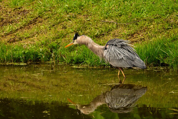 Great Blue Heron looking for a fish with feathers ruffled