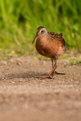 Virginia Rail walking through the wetlands	

