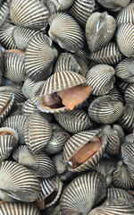 Close-up view of a collection of meticulously real seashells. Their intricate designs and varied textures invite contemplation.