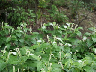 ハンゲショウ