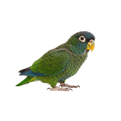 green parrot on transparent background