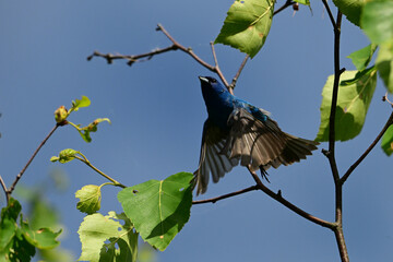 Colorful Indigo bunting bird takes off in flight