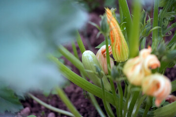 growing zucchini 