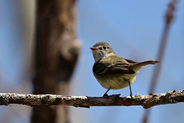 Close up of a cute little Eastern Wood Peewee Flycatcher bird perched in a tree looking for flies