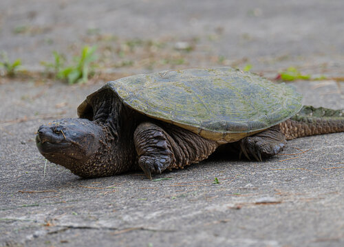 Common snapping turtle - Powered by Adobe