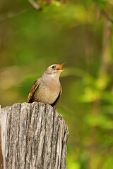 House Wren sits perched on a fence post singing