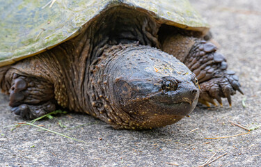 Commom Snapping turtle close up