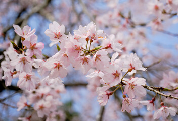 春の穏やかな陽射しに映える綺麗な桜の花