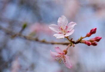 春の穏やかな陽射しに映える綺麗な桜の花