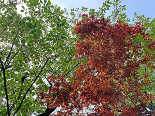 神田川4月：葉桜と春モミジ 2025/4/18