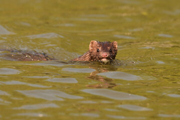 A North American Mink swimming along a river