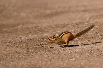 A chipmunk running for safety after being released from a live trap 
