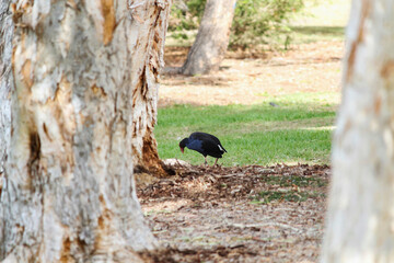 Australian Purple Swamphen (Pukeko) Foraging in Parkland