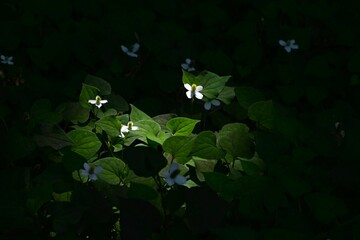 Fish mint flowers growing in clusters in the forest. The flowers have a unique smell, but their four bracts are arranged in a crisscross pattern, giving them a pure beauty.