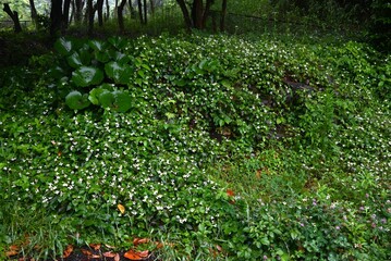 Fish mint flowers growing in clusters in the forest. The flowers have a unique smell, but their four bracts are arranged in a crisscross pattern, giving them a pure beauty.