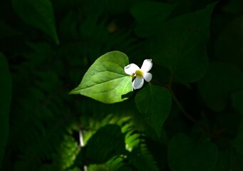 Fish mint flowers growing in clusters in the forest. The flowers have a unique smell, but their four bracts are arranged in a crisscross pattern, giving them a pure beauty.