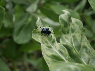 fly on leaf