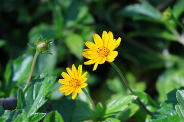Two yellow flowers on a Singapore Daisy (Sphagneticola trilobata) plant