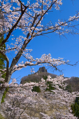 妙義さくらの里、桜と筆頭岩