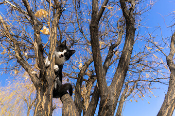 Adorable Black and White Turkish Cat or Tuxedo Cat Climbing a Deciduous Tree