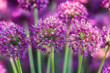 Fototapeta premium Close-up of vibrant purple spherical allium flowers with green stems and soft blurred background creating a peaceful and colorful garden scene