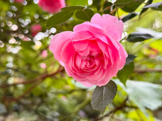 Pink Rose Flower with Bokeh Light Effect Garden Close-Up Photography