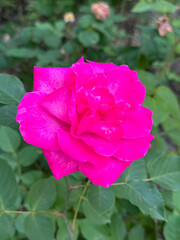Bright Pink Rose Bloom with Green Foliage Garden