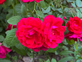 Red Rose Close-Up with Green Foliage Background Garden