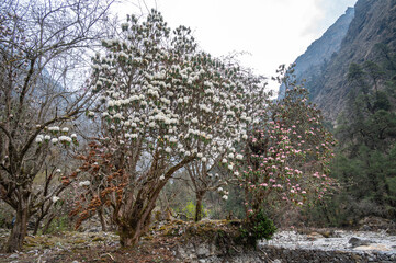 White Rhododendron flowers blooming at the edge of Langtang Khola river a river coming from the south flows down along the Langtang trekking route, Nepal. 