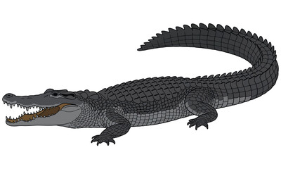 crocodile on white background