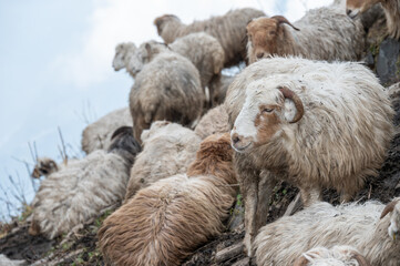 Fototapeta premium Domestic goats living in Annapurna conservation area of Nepal. Goat is distributed widely throughout the world and dominating the livestock population in Nepal.