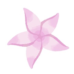 Pink Frangipani flower