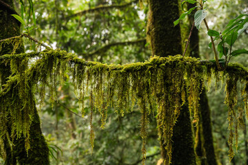 Fern mosses growing on plants branch. Fern mosses are carpet-forming, branching mosses that can cover rotten logs, boulders, or patches of damp soil.