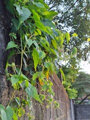 Vibrant green climbing plants growing along a rough concrete wall.