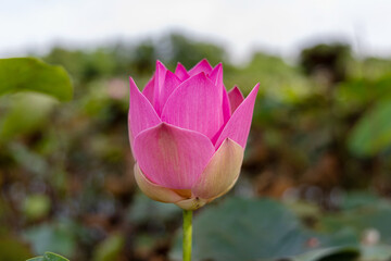 Close-up of a vibrant pink lotus flower in a pond.