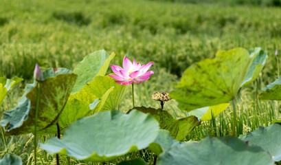 Delicate Pink Lotus Blossom Amidst Lush Green Rice Paddy