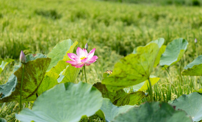 Delicate Pink Lotus Blossom Amidst Lush Green Rice Paddy