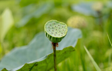 Close-up of a green lotus seed pod in a natural setting