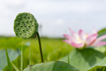 Close-up of a green lotus seed pod in a natural setting
