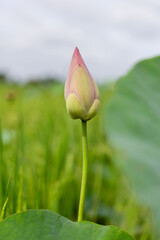 Close-up of a delicate pink lotus bud.