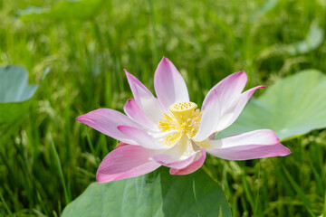 Delicate Pink Lotus Blossom in a Lush Green Field