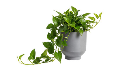Golden Pothos Vine in Cube Pot PNG – Trailing Indoor Epipremnum Aureum Houseplant
