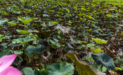 Lush Lotus Pond with Blossoming Pink LotusLush Lotus Pond with Blossoming Pink Lotus