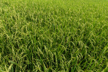 Lush Green Rice Paddy Field Stretching Far Away